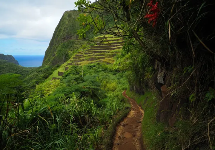 Lush, pristine section of the Kalalau Trail with subtle ancient Hawaiian taro terraces, symbolizing "Malama i ka 'Aina" and the cultural reasons behind the permit process.