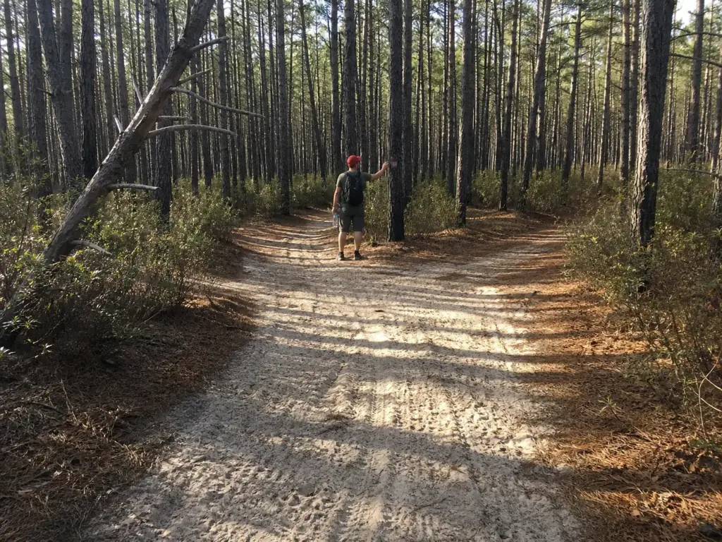 Sandy pine barrens trail through pitch pine at Rocky Point, the quiet interior of Long Island hiking.
