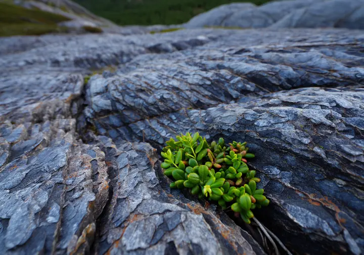 A close-up of ancient gneiss rock on Turkey Mountain with a lowbush blueberry plant growing from a crevice, showcasing the preserve's geology and flora.
