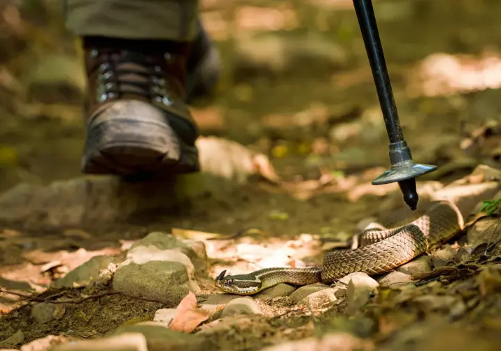 A close-up view of a Timber Rattlesnake coiled among sun-dappled rocks on a trail, with a hiker's boot visible nearby, illustrating a key safety hazard.