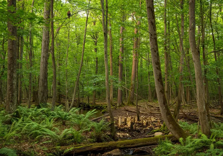 Rich biodiversity habitat, like a wetland or mature forest floor, showcasing nature and ecology in Sterling Forest State Park.