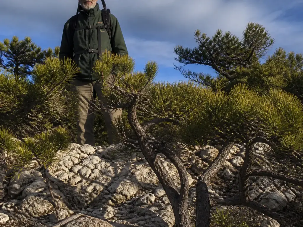 Globally rare dwarf pitch pines growing on bedrock along the Shawangunk Ridge at Sam's Point