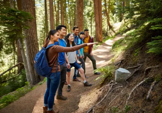 Diverse hikers demonstrating ethical outdoor practices on a sunlit forest trail, embodying the Leave No Trace principles.
