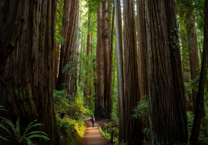 A sunlit trail winds through a majestic redwood forest, showcasing the beauty of California's hiking paradise.