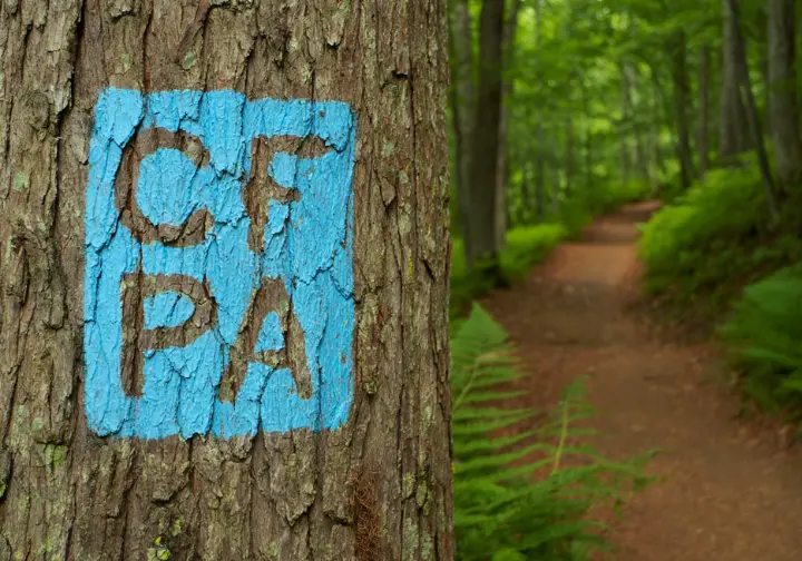 A close-up of a blue-blazed trail marker on a tree, part of Connecticut's hiking infrastructure.