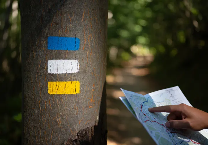 A close-up of blue, white, and yellow trail blazes on a tree at a trail junction, symbolizing choosing the right hiking trail.