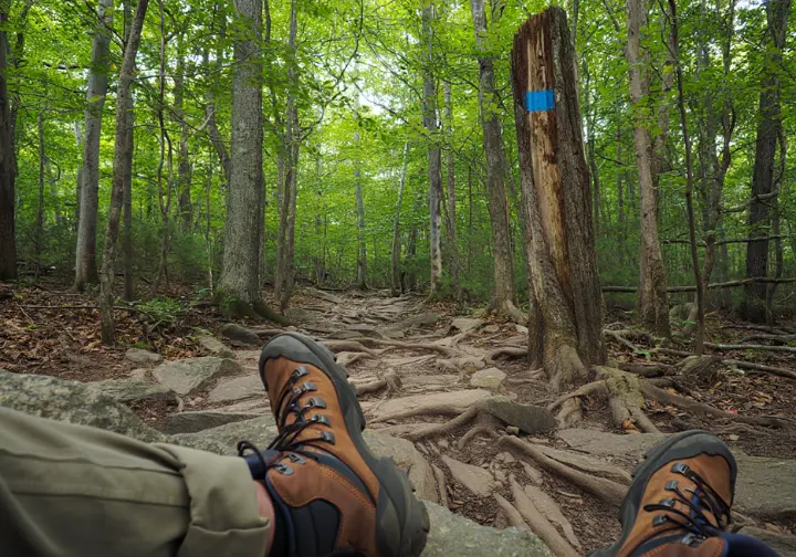 A hiker's view of the rocky and root-covered Mattabesett Trail, marked with a blue blaze, in Giuffrida Park.