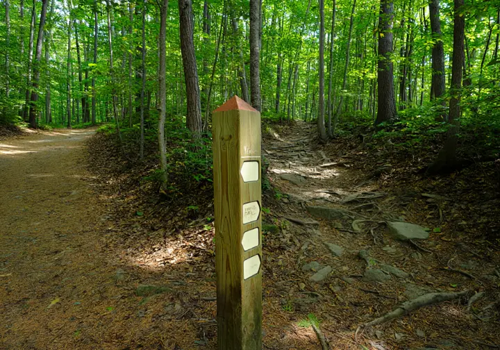 A trail junction in Palisades Park with a sign pointing towards an easy, flat path and a difficult, rocky path.