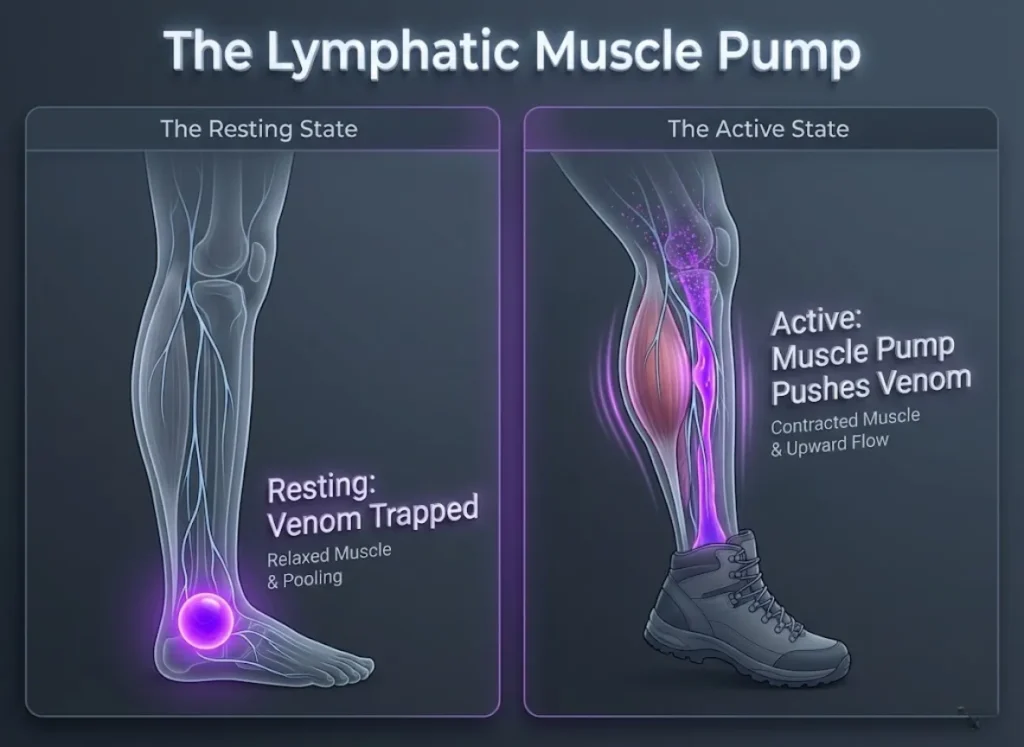 A detailed medical infographic comparing two human lower legs. The left leg is resting with venom trapped at the ankle; the right leg is active with muscles contracted, pushing venom up the leg. Labels read "Resting: Venom Trapped" and "Active: Muscle Pump Pushes Venom."