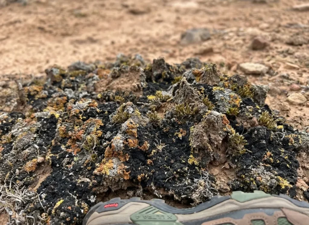 Close-up of mature cryptobiotic soil crust showing pinnacles lichens and moss structures