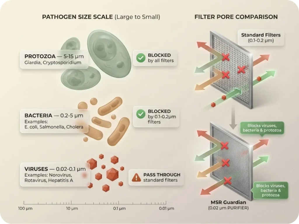 Size comparison infographic showing the relative scale of waterborne pathogens—protozoa, bacteria, and viruses—against common backpacking filter pore sizes, illustrating why standard 0.1-0.2 micron filters cannot block viruses.