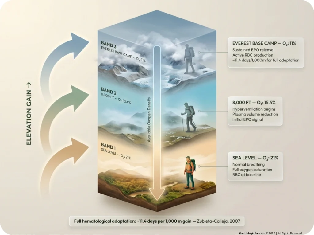 Vertical cross-section infographic showing oxygen drop from sea level 21% to Everest Base Camp 11%, with body's physiological response chain at each altitude band.