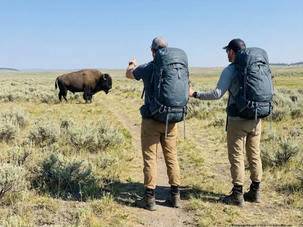 Two hikers assessing safe distance from bison on open meadow trail in national park