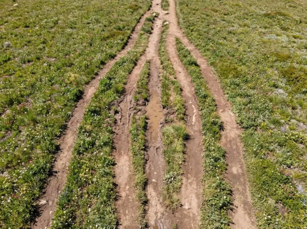 Trail braiding damage in subalpine meadow showing multiple parallel hiker paths 
