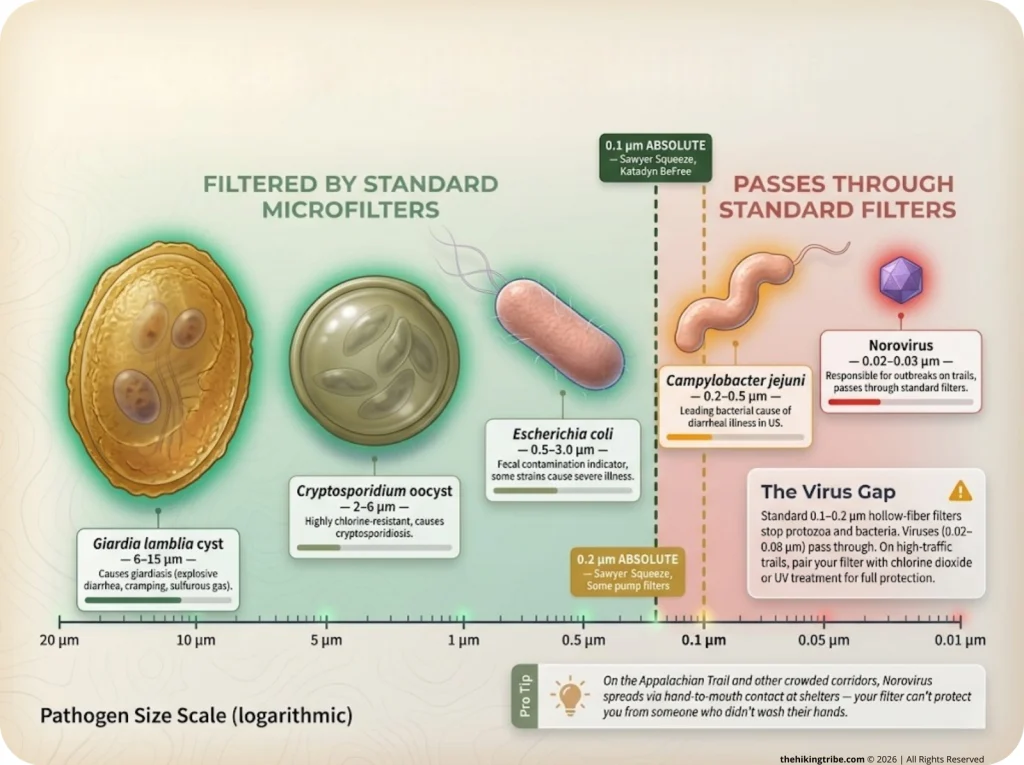 Infographic comparing pathogen sizes with filter pore sizes showing what gets filtered vs passes through