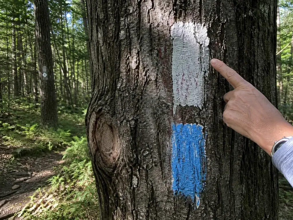 Painted trail blazes on a tree trunk marking route changes in Sterling Forest State Park NY