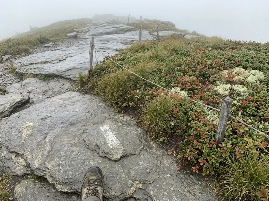 Alpine plants and the marked rock route above treeline on Mount Mansfield, Vermont